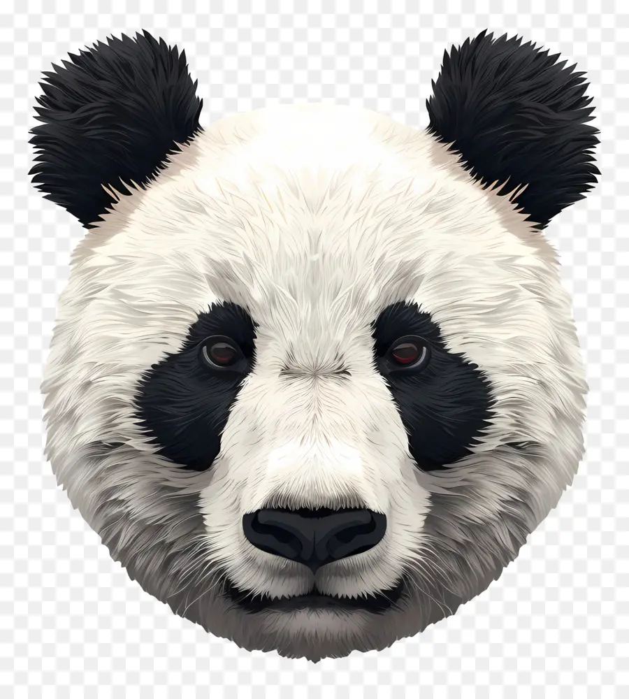 Urso Panda，Closeup PNG
