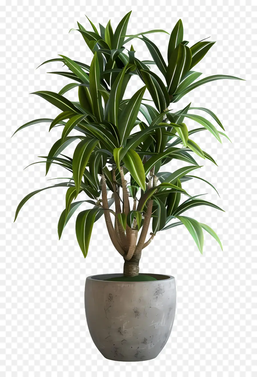 Dracaena，Fern Plant PNG