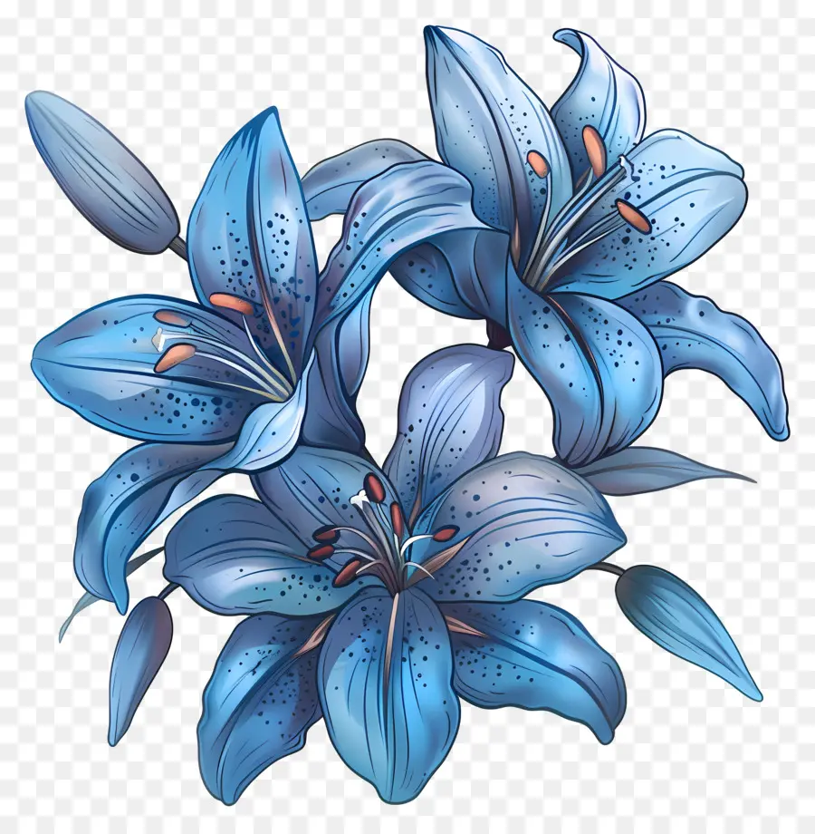 Lily，Flores Azuis Do Lírio PNG