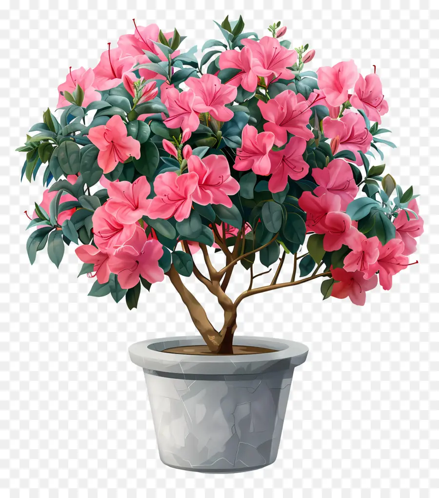 Planta Azalea，Planta De Vaso PNG