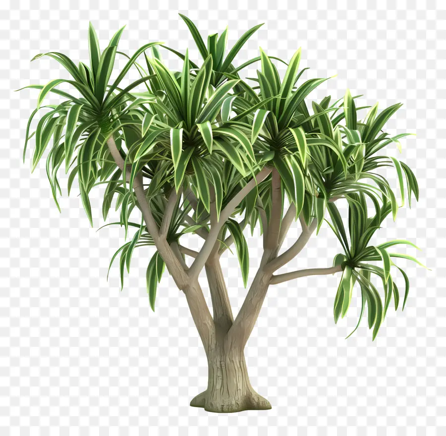 Dracaena，árvore Verde PNG