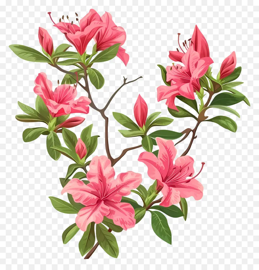 Planta Azalea，Flores De Azálea Rosa PNG