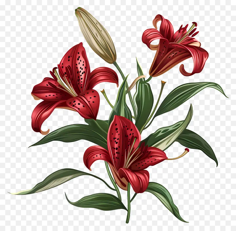 Lily，Lírios Vermelhos PNG