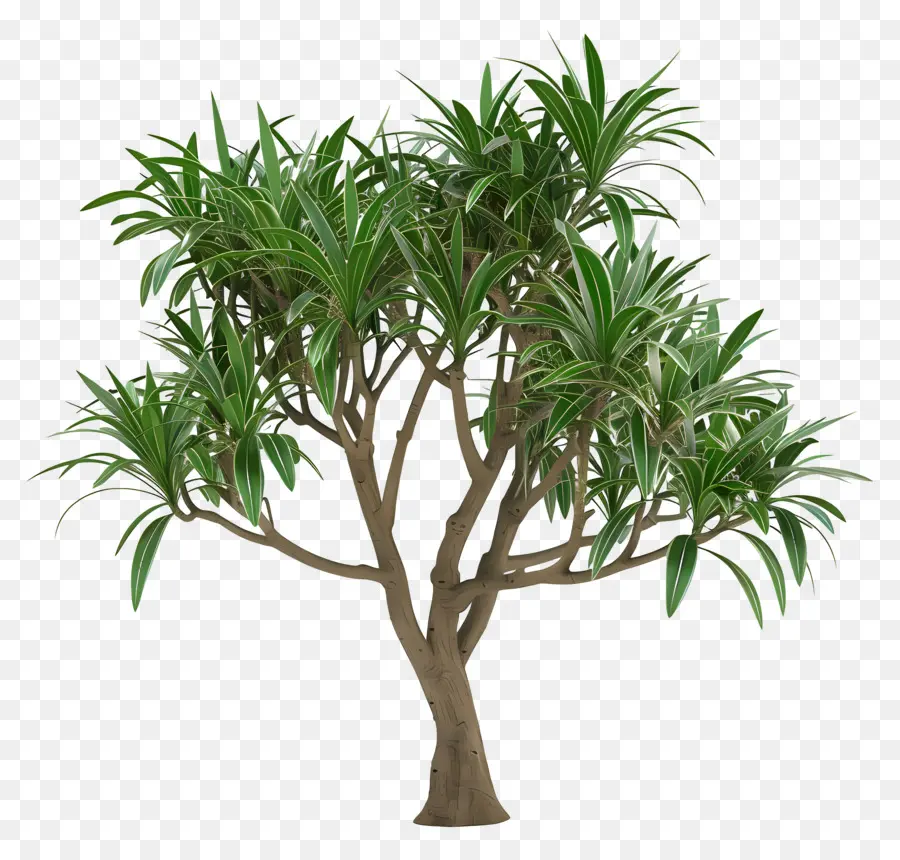 Dracaena，árvore PNG