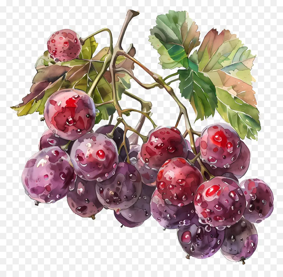 As Uvas Vermelhas，Uvas PNG