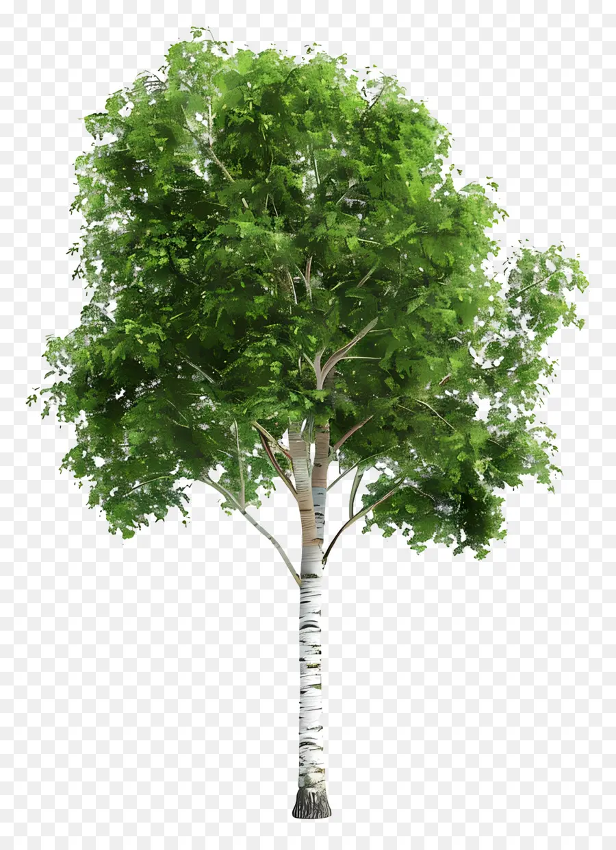 árvore De Vidoeiro，Árvore Dobrada PNG