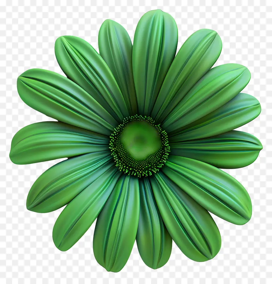 Transvaal Daisy，A Flor Verde PNG