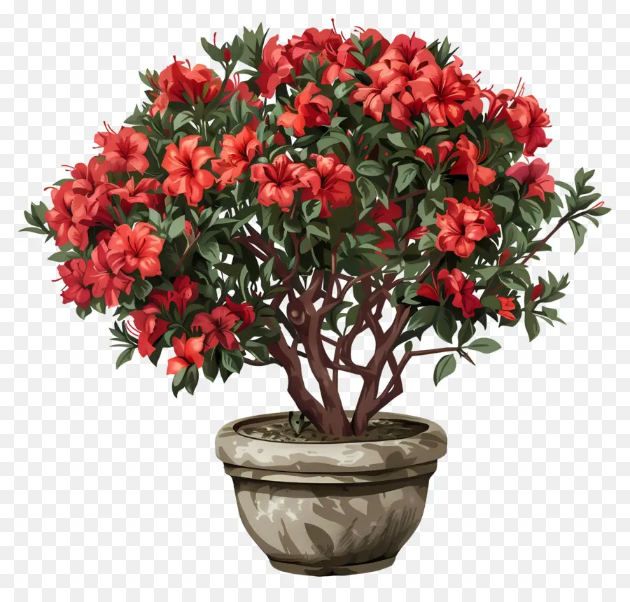 Planta Azalea，Flores Vermelhas PNG