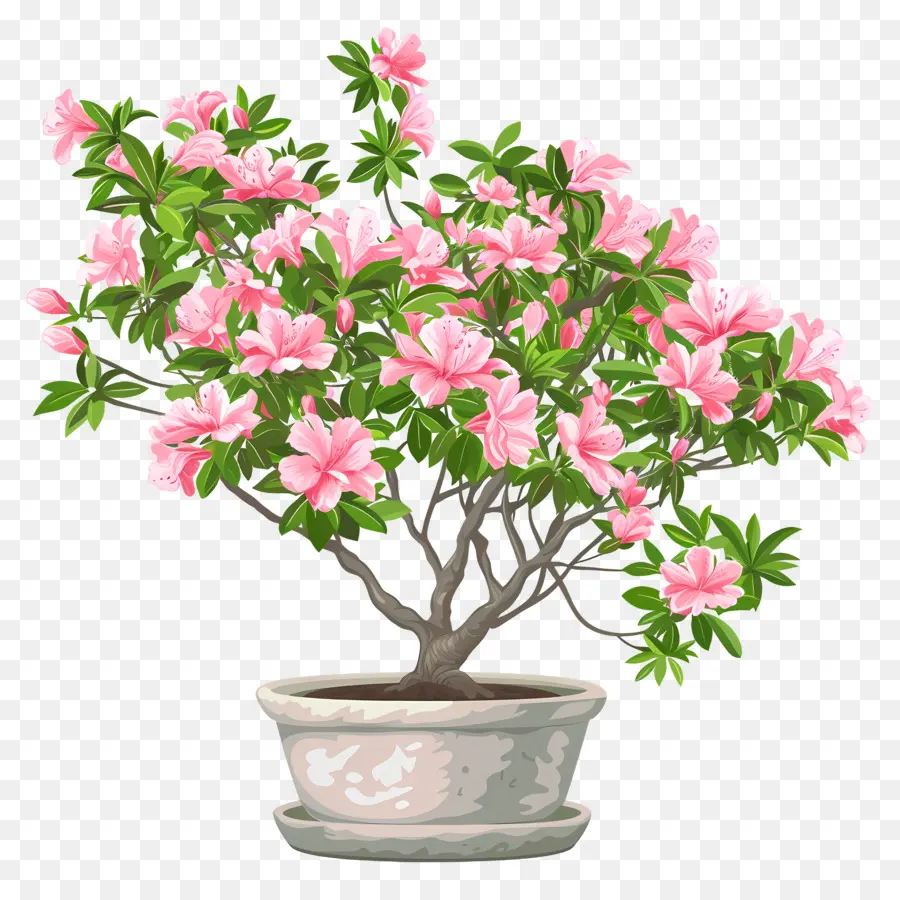 Planta Azalea，Vasos De árvore PNG