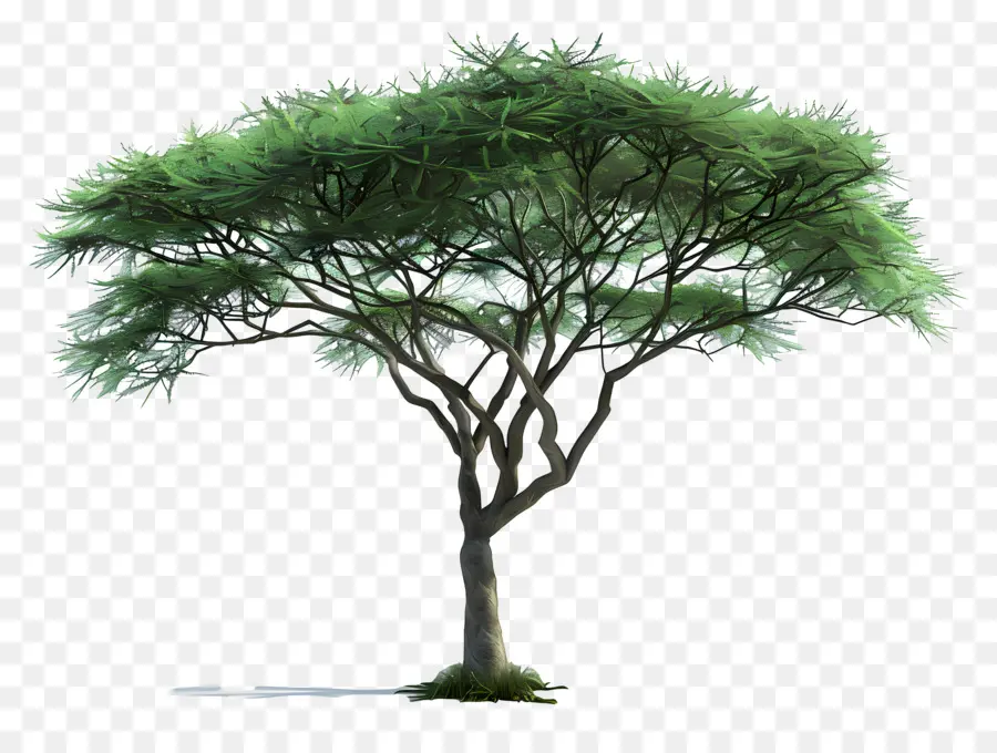 Acácia，árvore Verde PNG