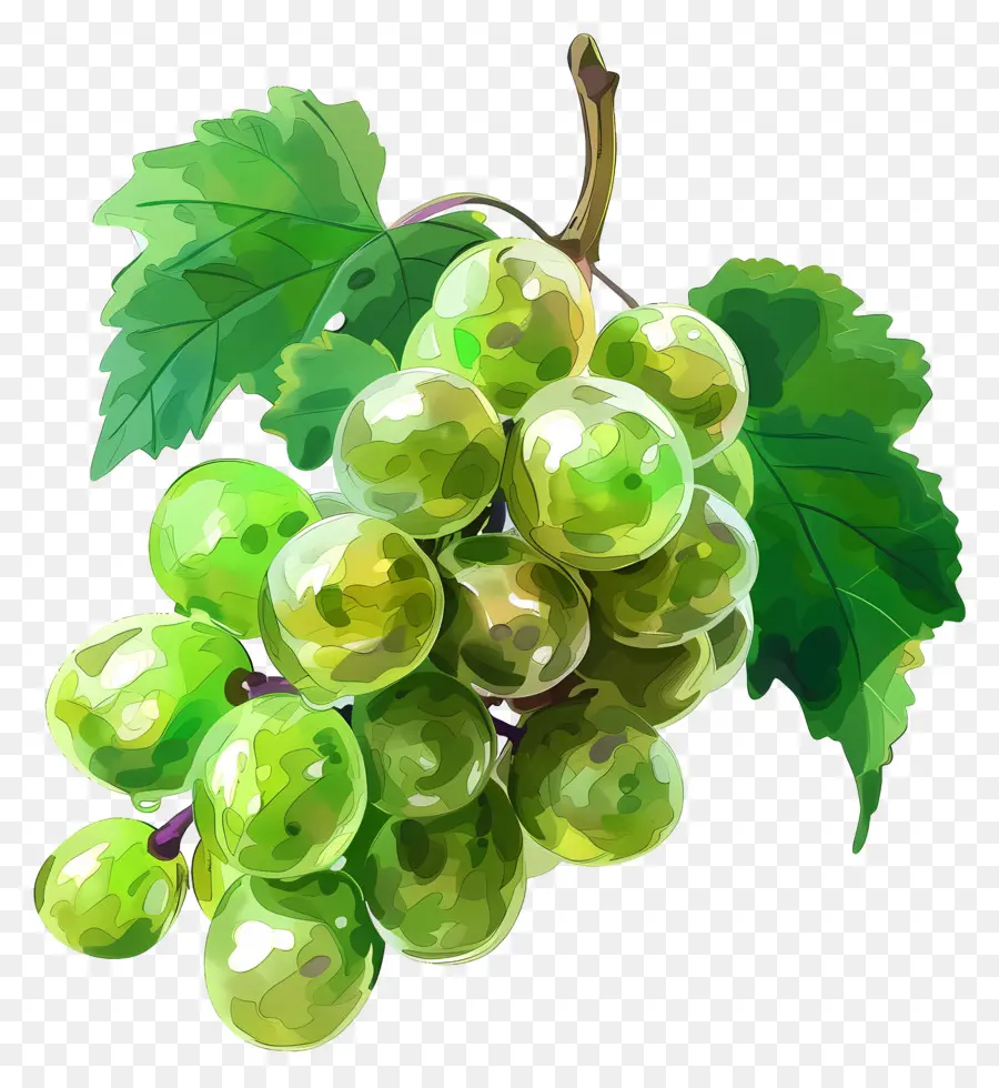 Verde Uvas，Vinha PNG
