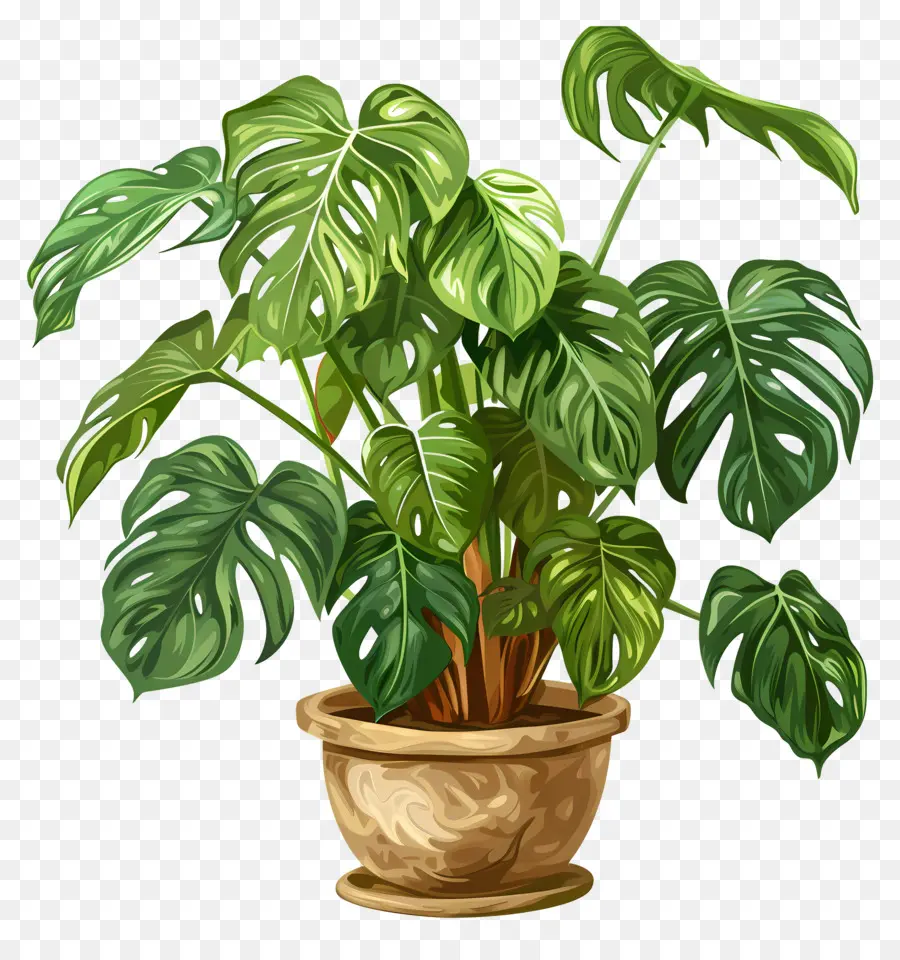 Queijo Suíço Planta De，Planta Monstera PNG