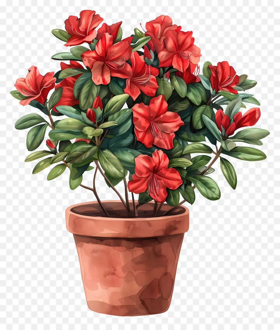 Planta Azalea，Planta De Azalea Vermelha PNG
