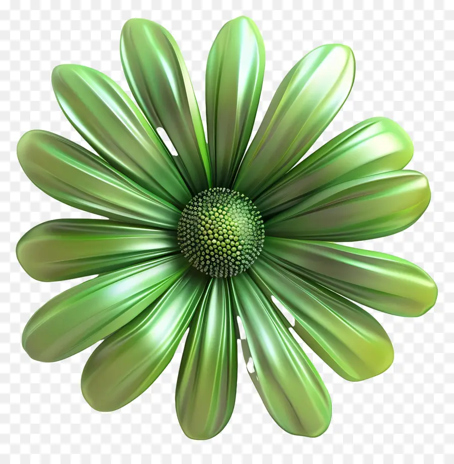 Transvaal Daisy，Margarida PNG