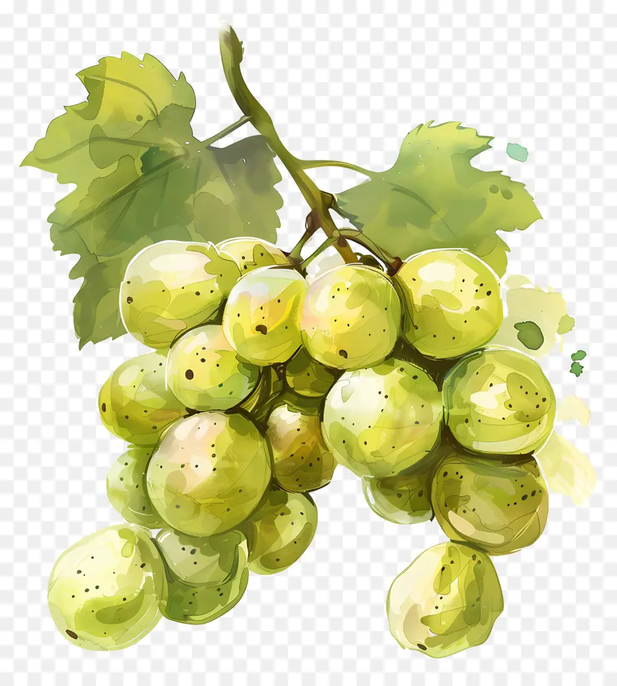 Verde Uvas，Fresco PNG