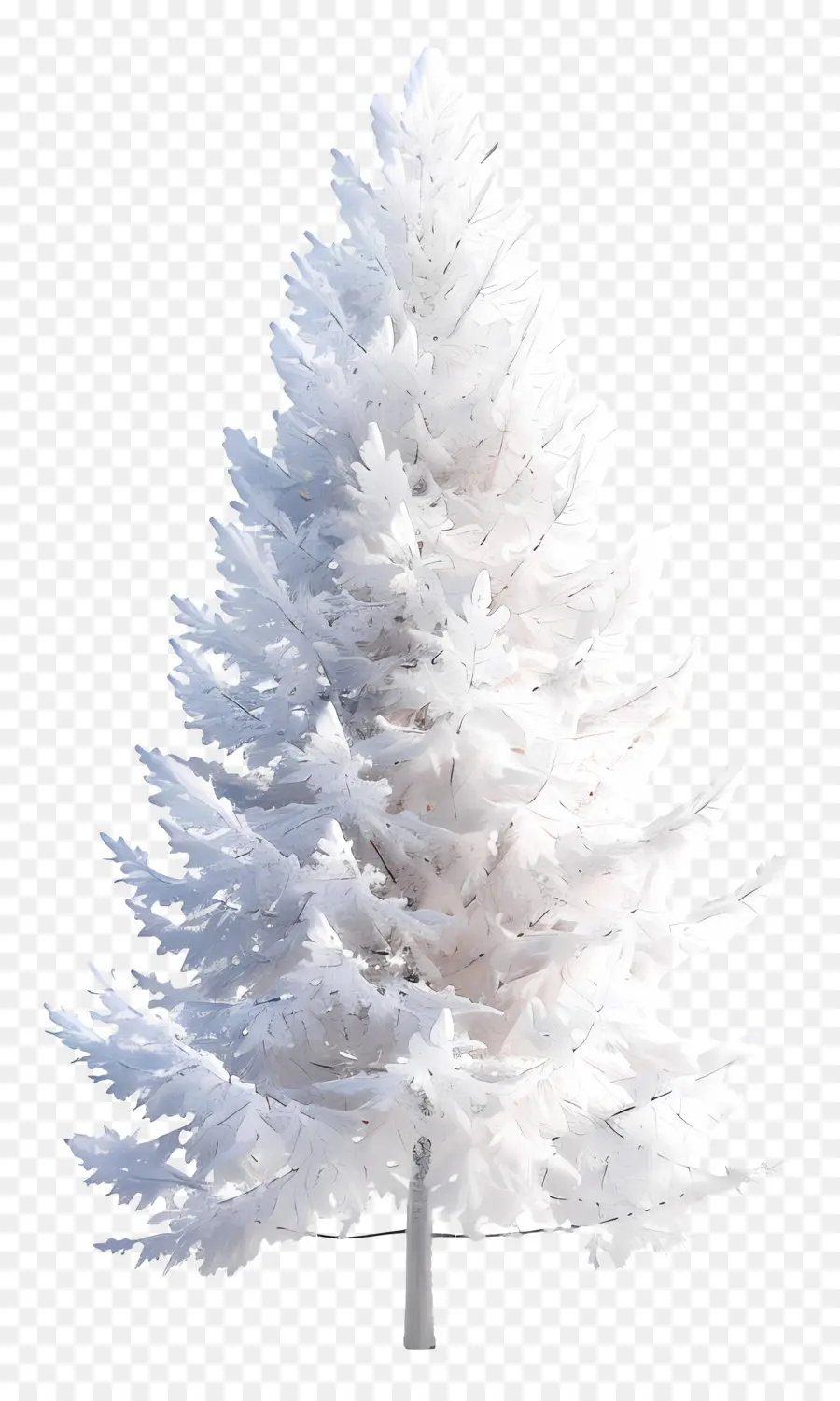 Árvore De Pinheiro Branco，Fir Branco PNG
