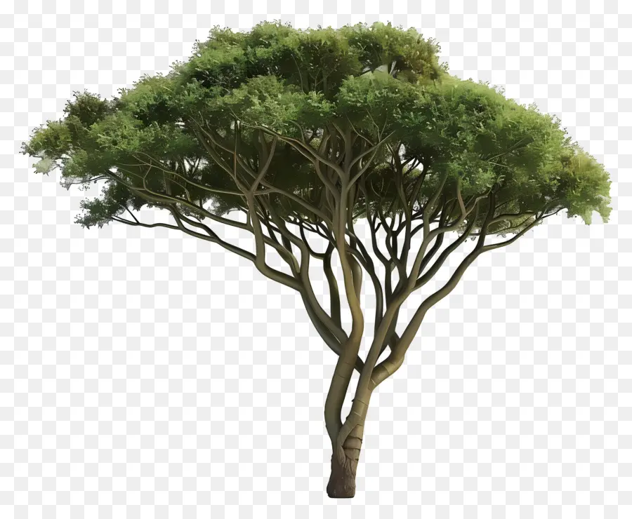 Acácia，árvore Verde Exuberante PNG