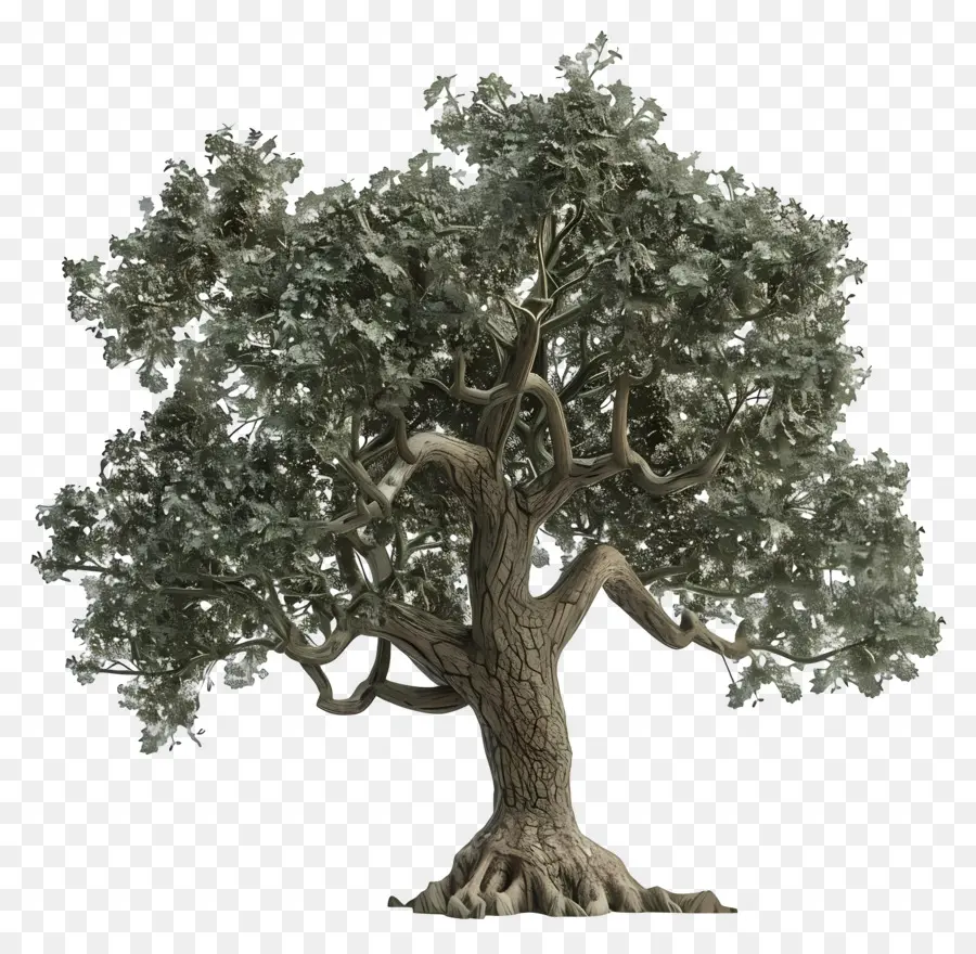 Oak Tree，Ramos PNG
