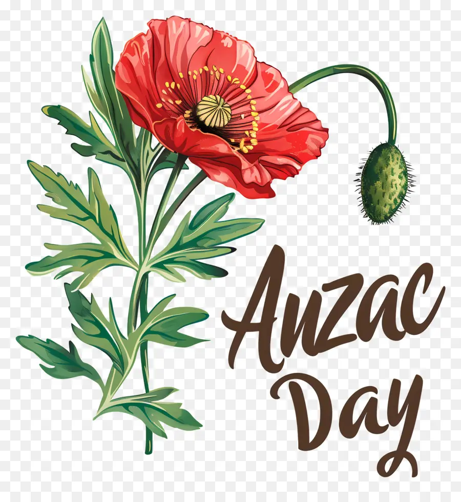 O Dia De Anzac，Papoula Vermelha PNG