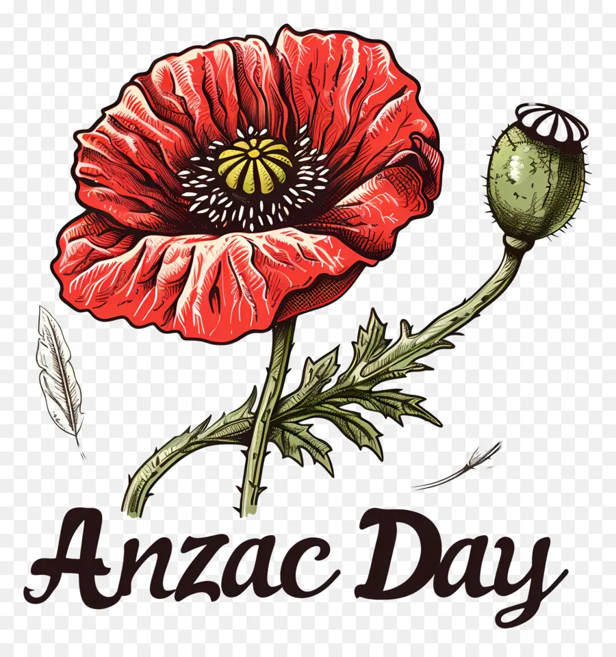 O Dia De Anzac，Flor De Papoula PNG