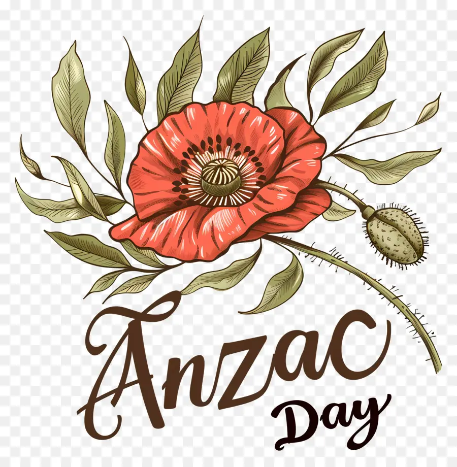 O Dia De Anzac，Papoula PNG