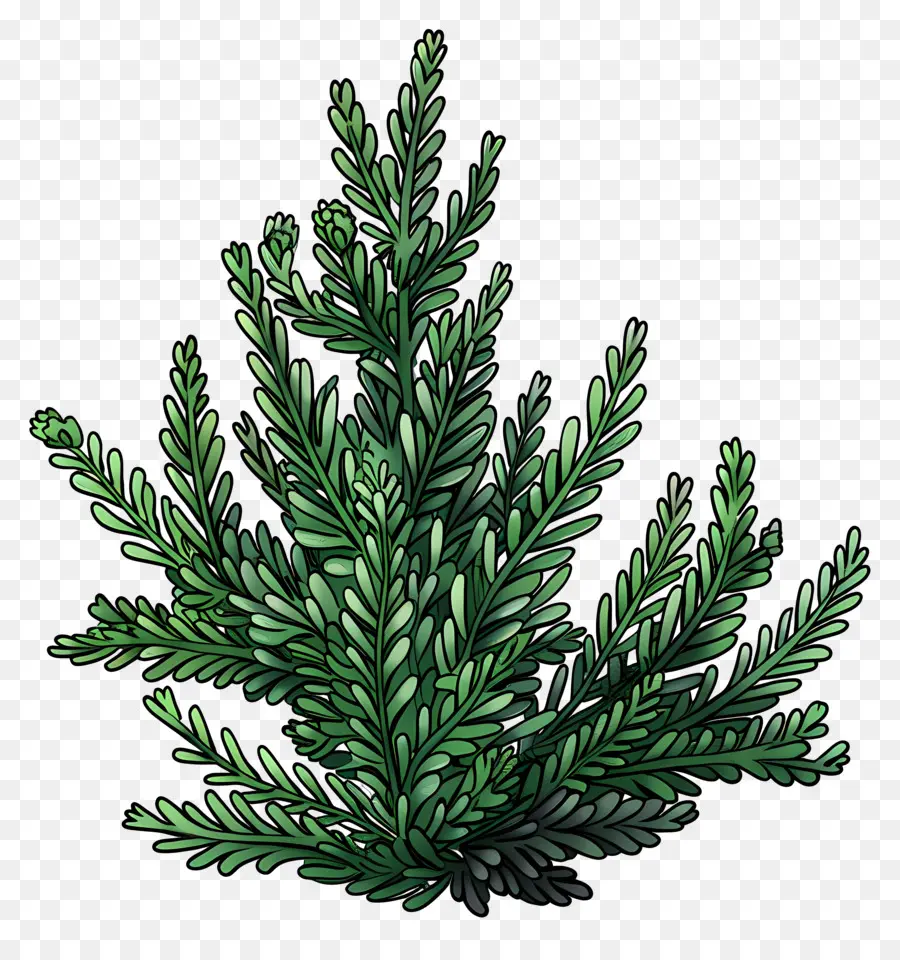 Hornwort，Pinheiro PNG