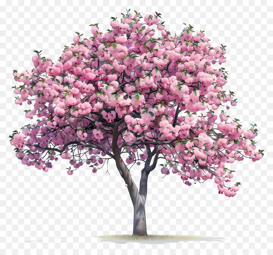 árvore De Cereja，Flores Cor De Rosa PNG