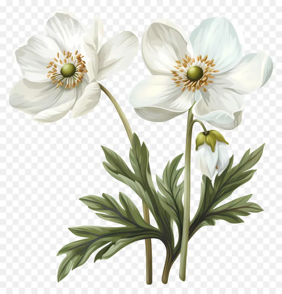 Flores De Anêmona De Neve，Flores Brancas PNG
