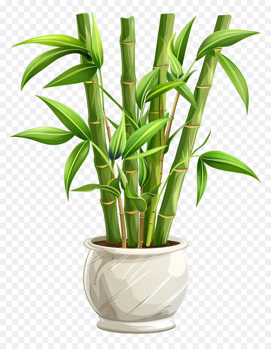 Sorte De Bambu，Vaso De Cerâmica Branca PNG