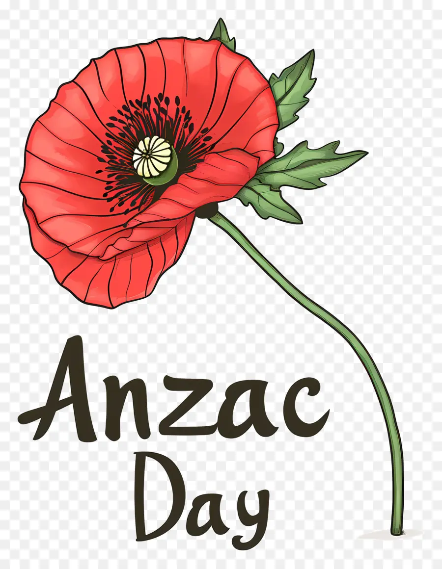 O Dia De Anzac，Papoula Vermelha PNG