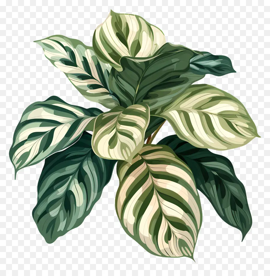 Planta De Calathea，Planta De Folhas Verdes PNG