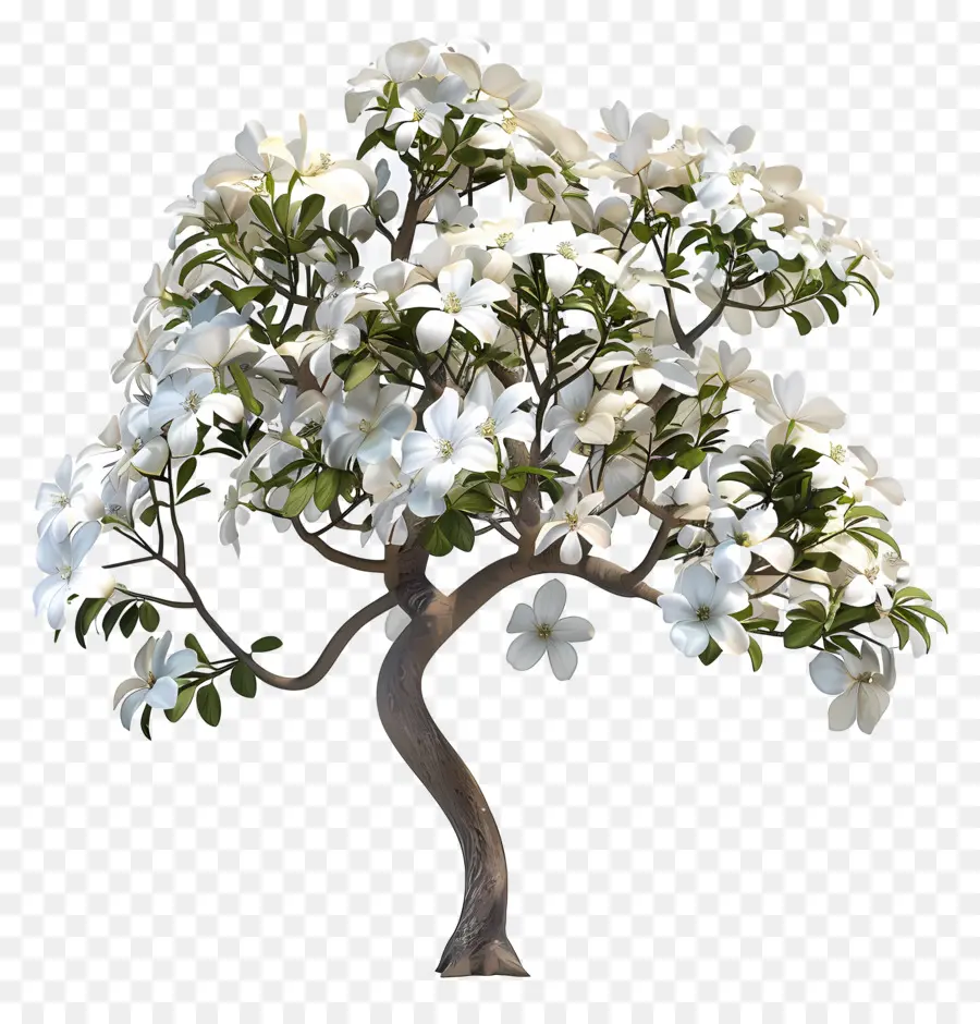 Dogwood Tree，Dogwood De Flor Branca PNG