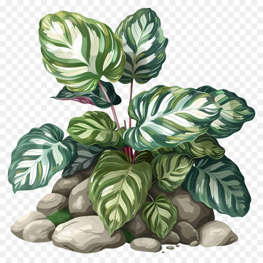 Planta De Calathea，O Crescimento Da Planta PNG