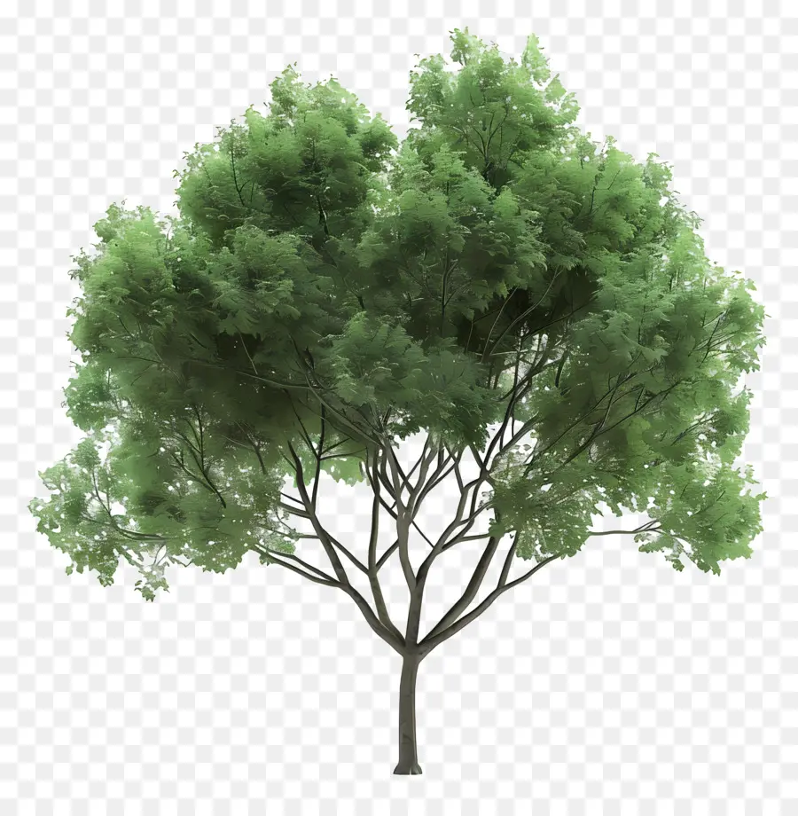 Elm Tree，Árvore 3d PNG