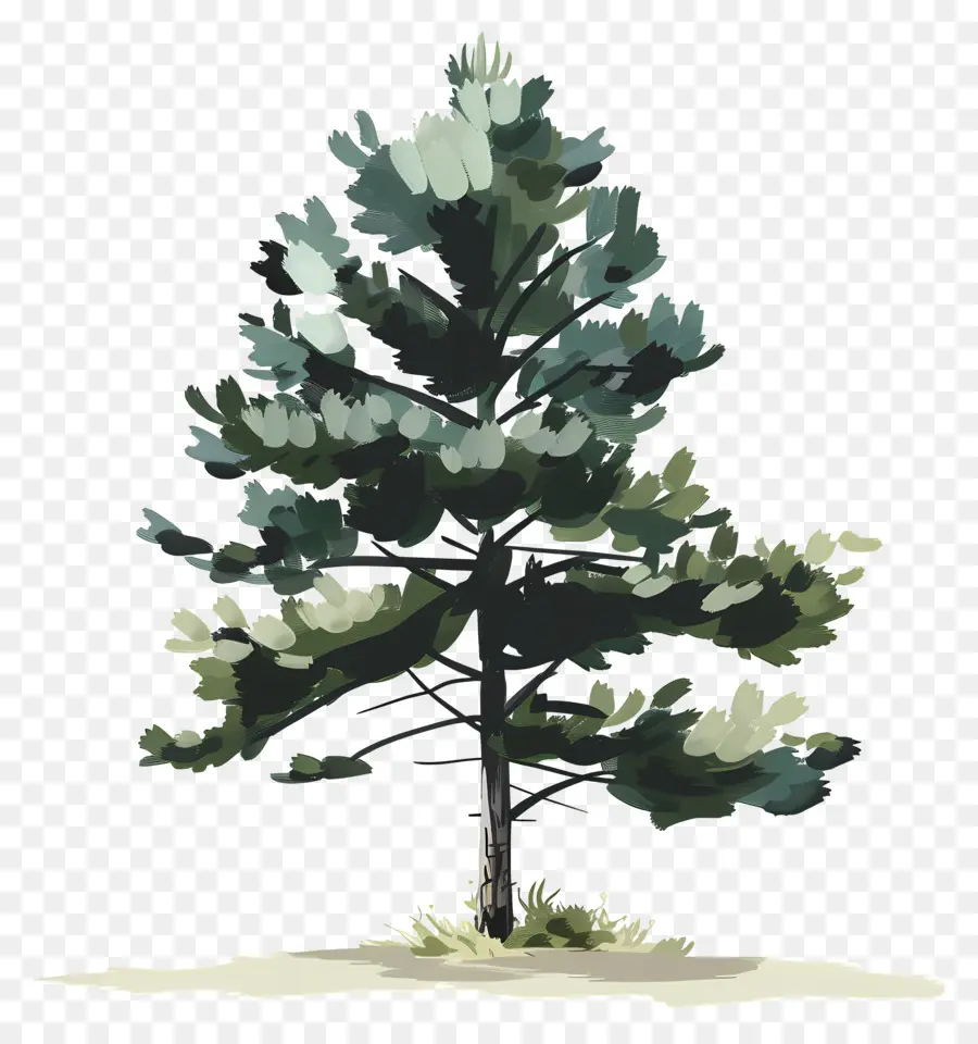 Pinheiro，árvore Verde PNG
