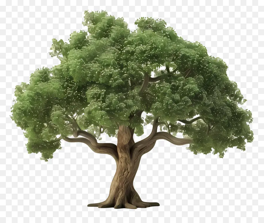 Oak Tree，árvore Verde PNG