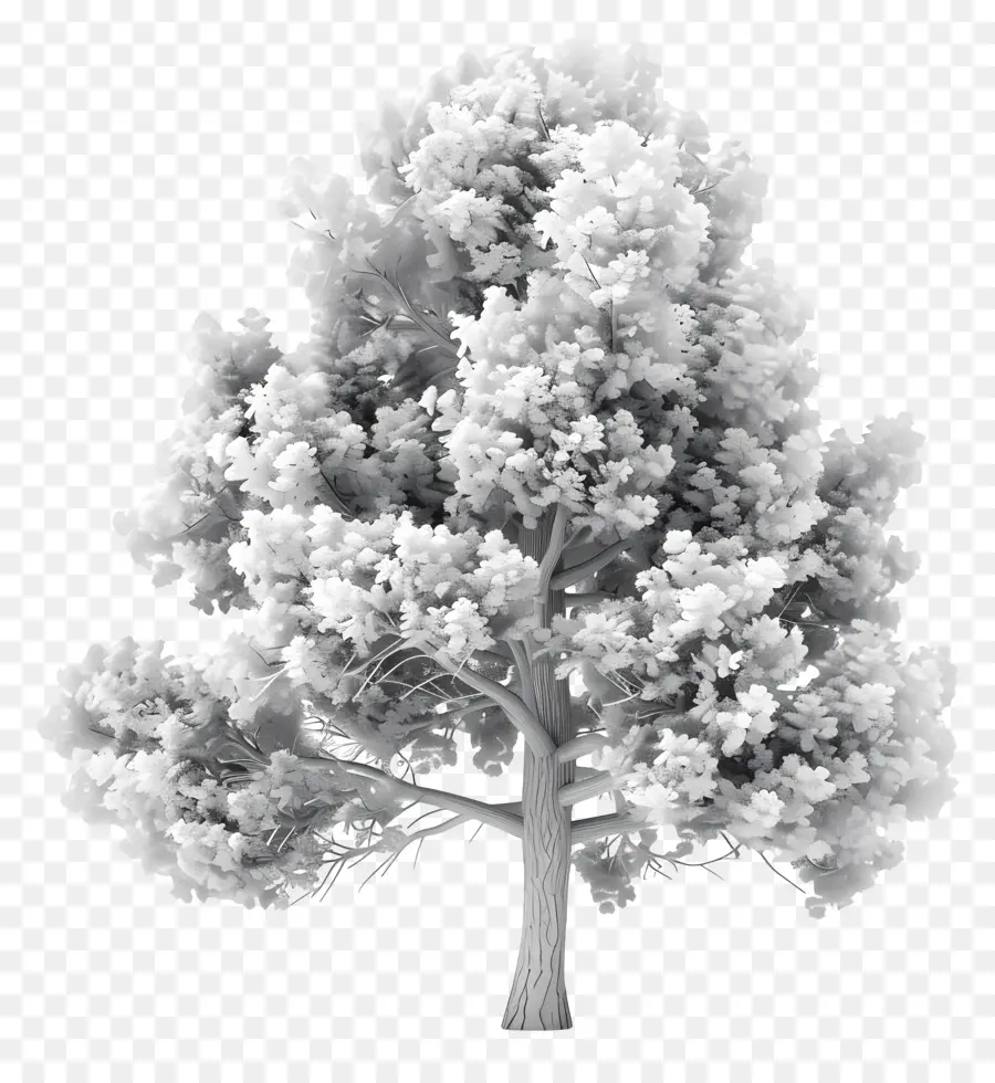 Árvore De Pinheiro Branco，árvore PNG