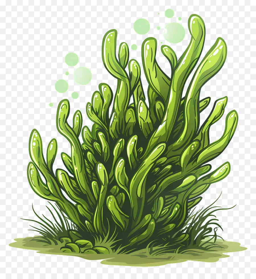 Hornwort，As Algas Verdes PNG