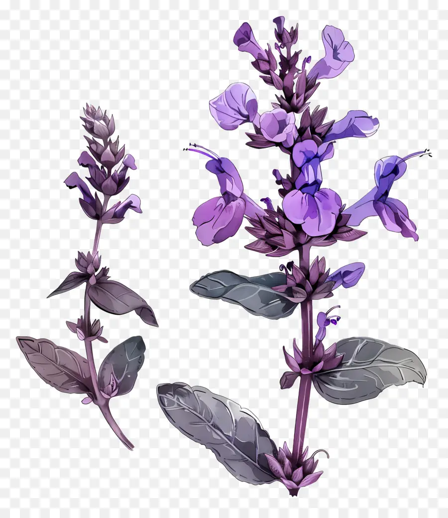 Salvia，Flores Roxas PNG