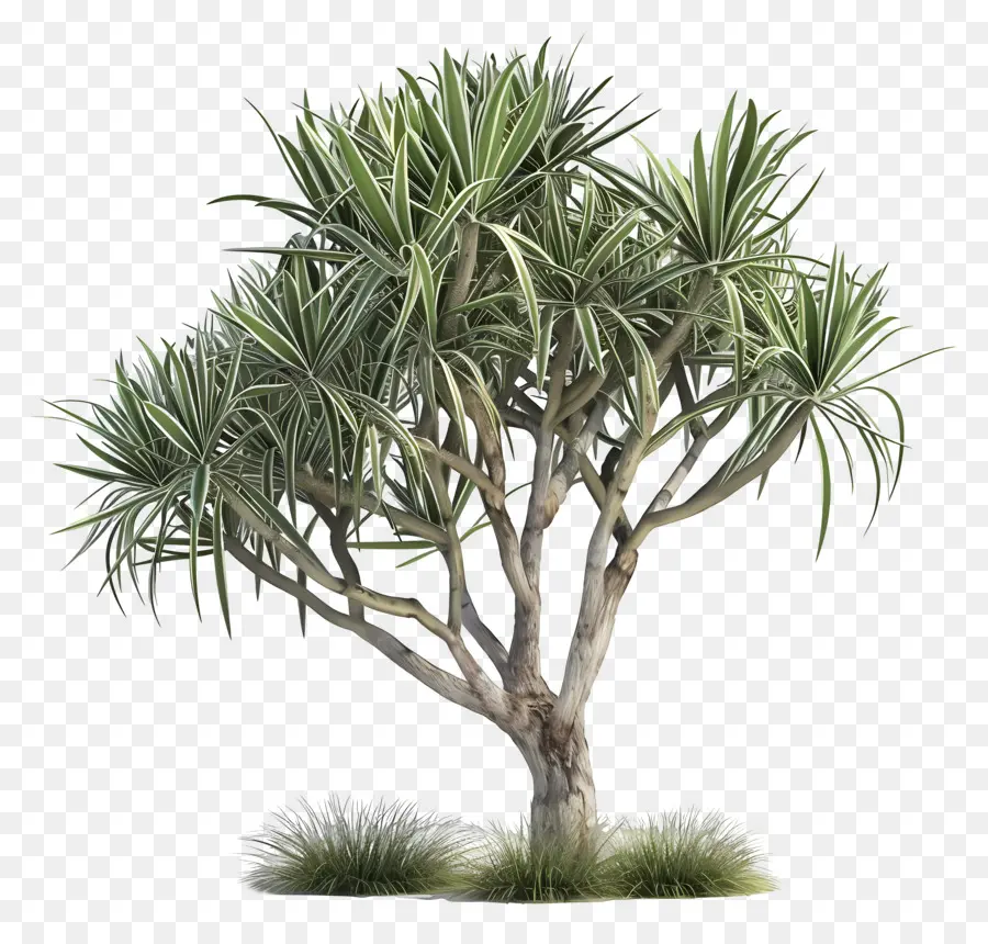 Yucca，Planta PNG