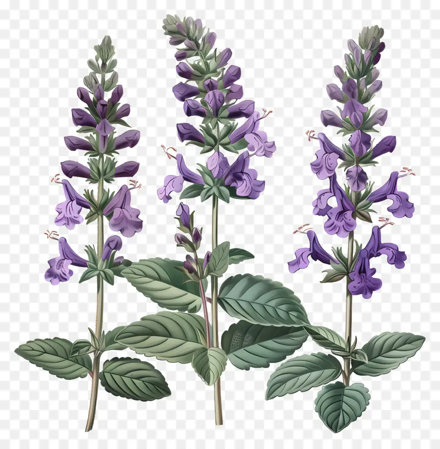 Salvia，Flores De Lavanda PNG