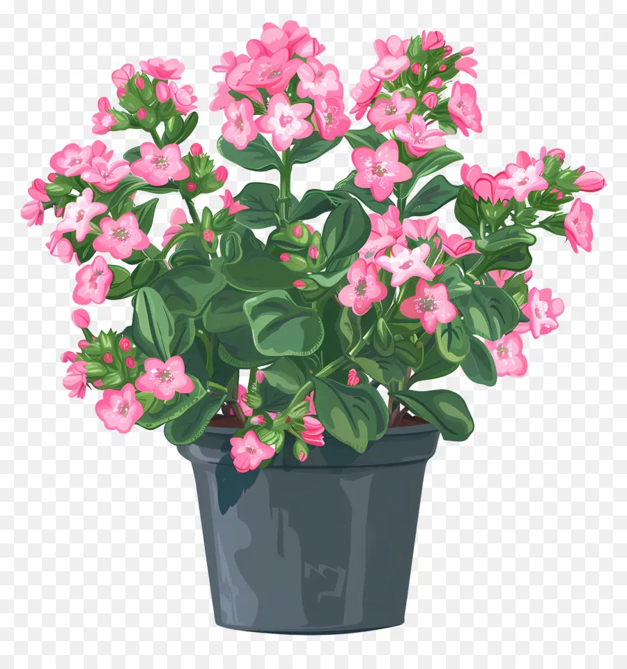 Planta De Kalanchoe，Plantas De Floração Rosa PNG