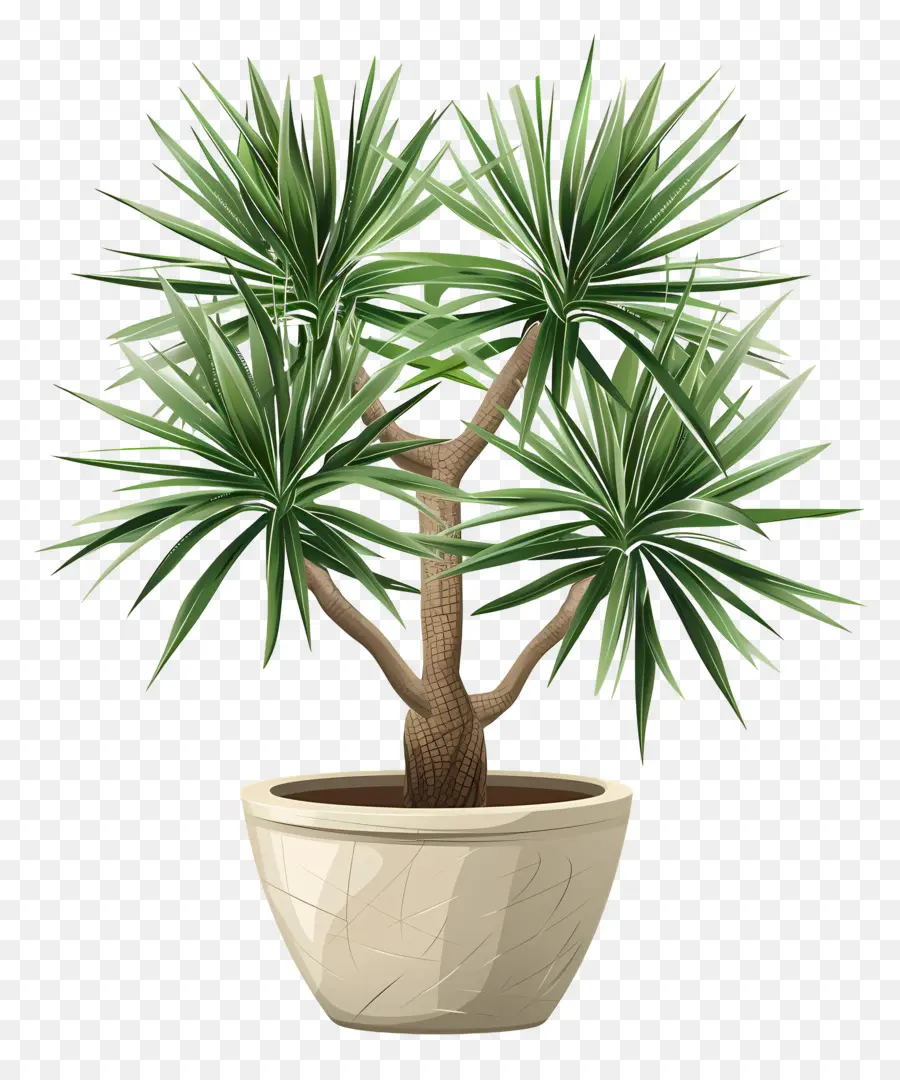 Yucca，Planta Do Cacto PNG