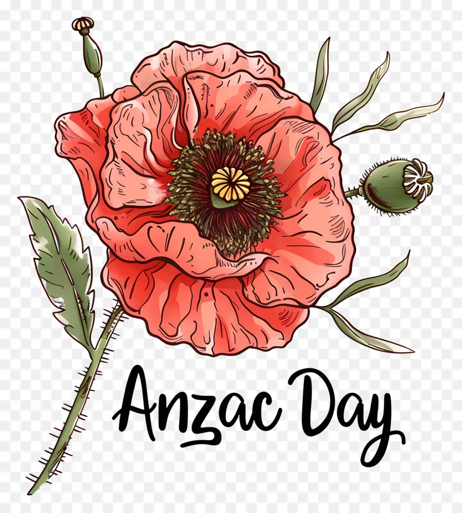 O Dia De Anzac，Flor Da Laranja PNG