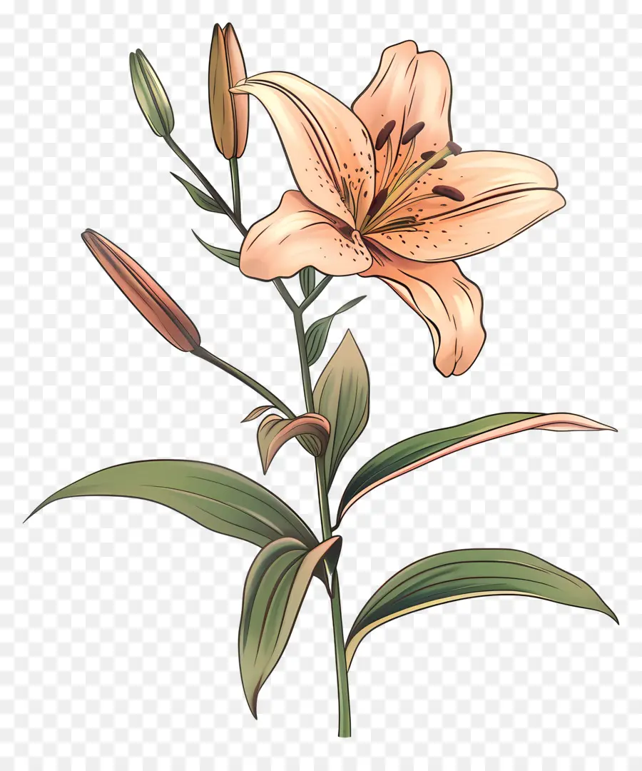 Lily，Lírio Rosa PNG