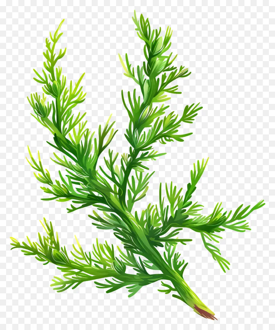 Hornwort，Planta De Vaso PNG