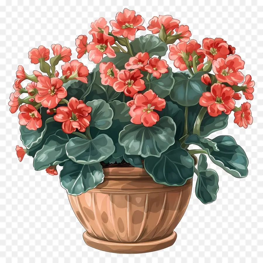 Planta De Kalanchoe，Flores Cor De Rosa PNG