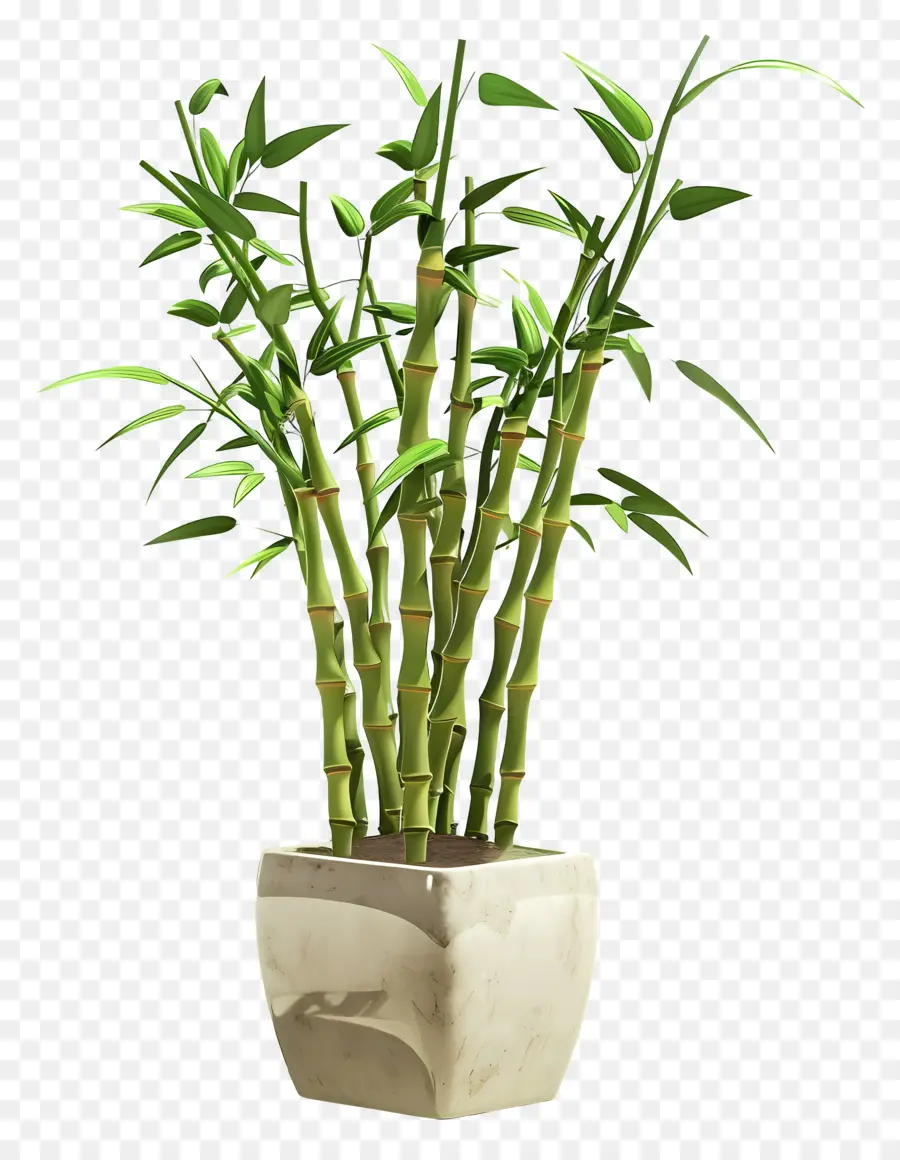 Sorte De Bambu，Planta De Bambu PNG