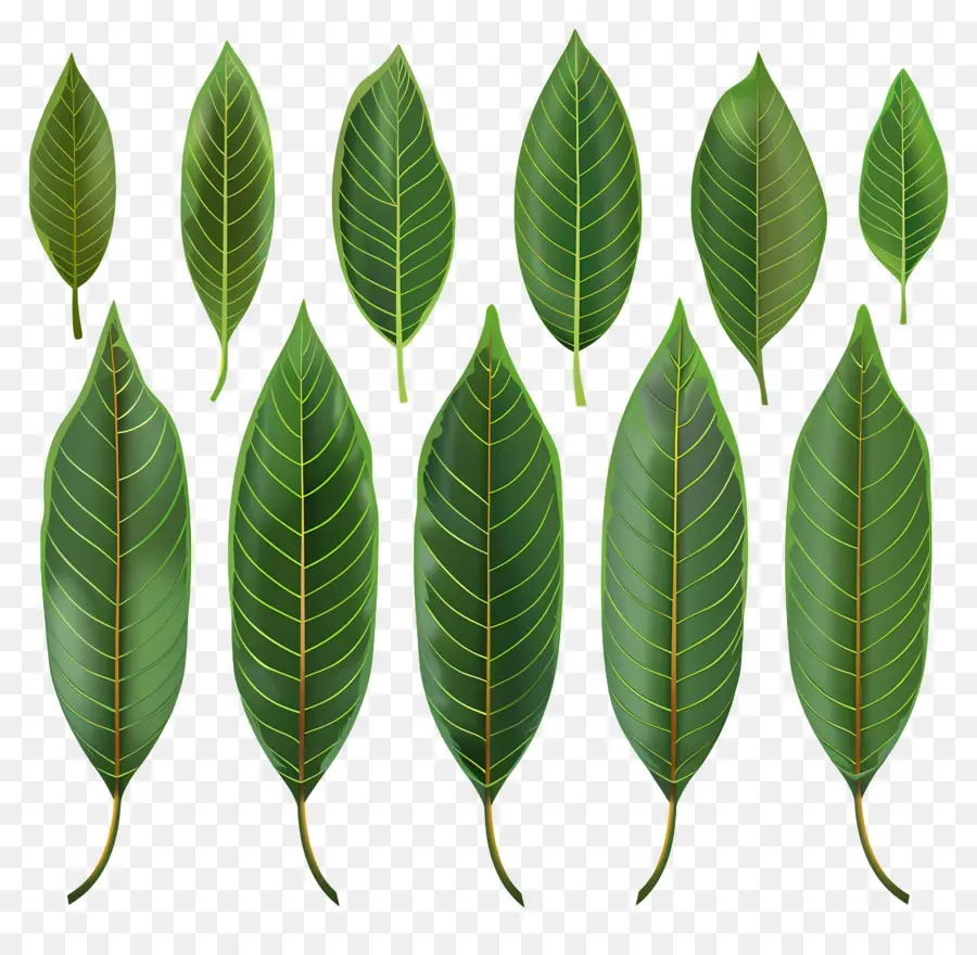 Mango Folhas，Folhas Verdes PNG