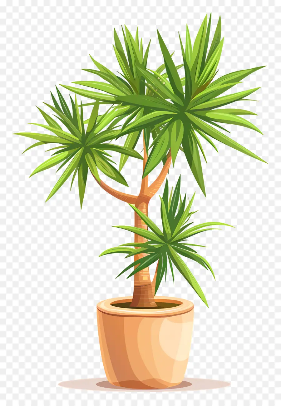 Yucca，Planta De Vaso PNG